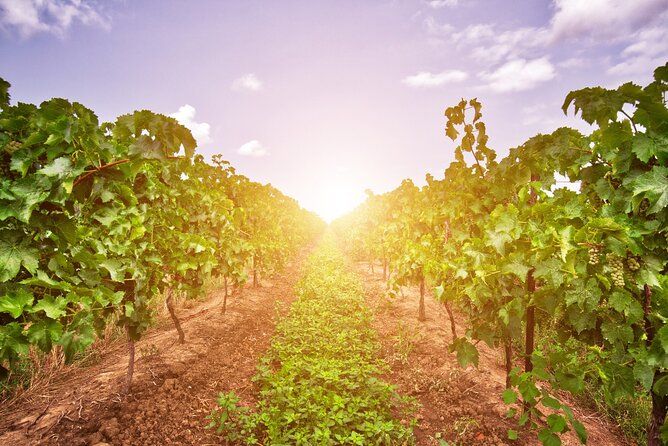 Half-Day Private Niagara County Wine Tour Experience