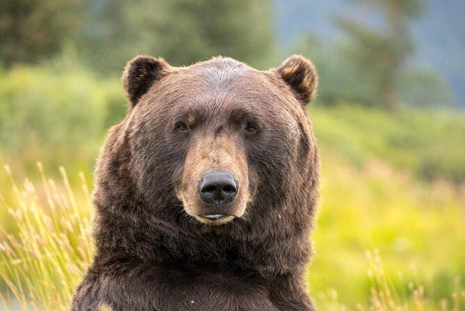 Cruise Transfer & Wildlife Tour: Anchorage to Whittier