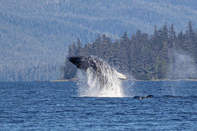 Elite & Private Whales & Wildlife Excursion Ketchikan Alaska