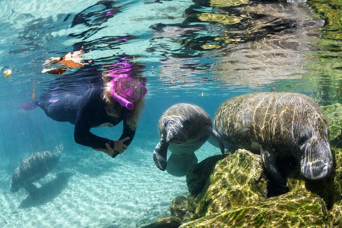 Preseason Special Snorkeling with Manatees Experience