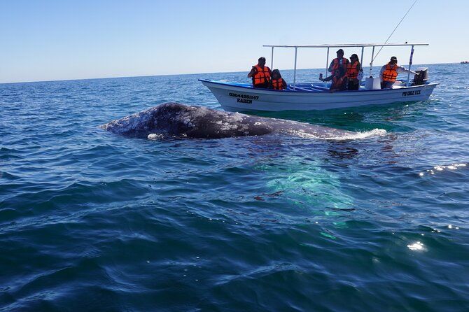 La Paz: Gray Whale Tour from La Paz — Puerto Chale