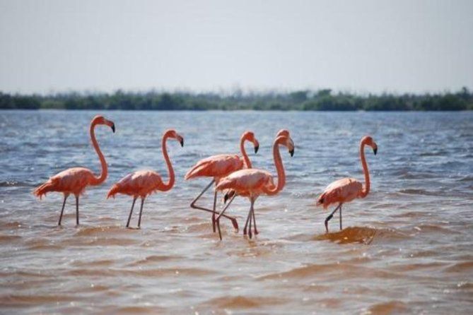 HOLBOX ISLAND TOUR - from Holbox (Private)