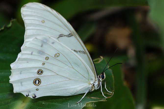Openwork butterfly garden