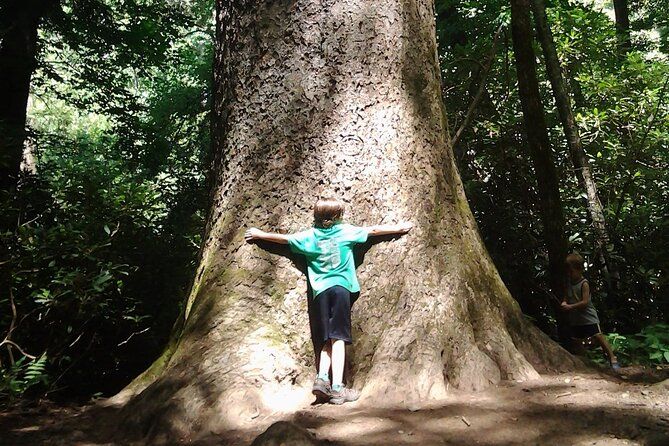 Into the Ancient Forest: Waterfalls & Old-Growth Adventure