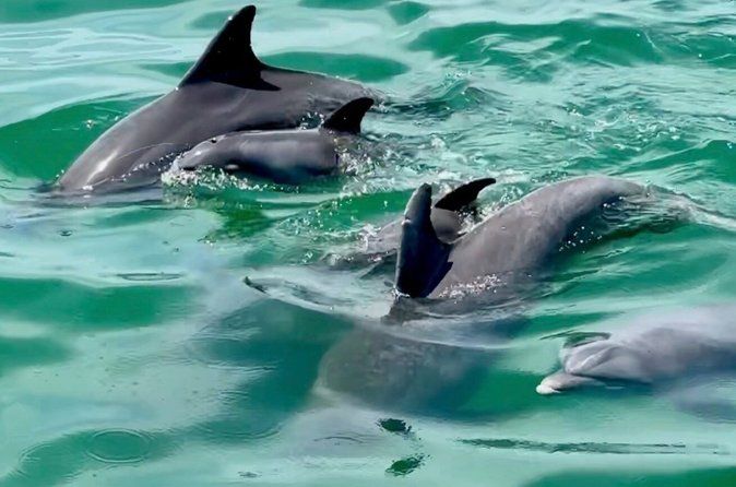 Clearwater Dolphin Kayak Tour and Bird Island Adventure