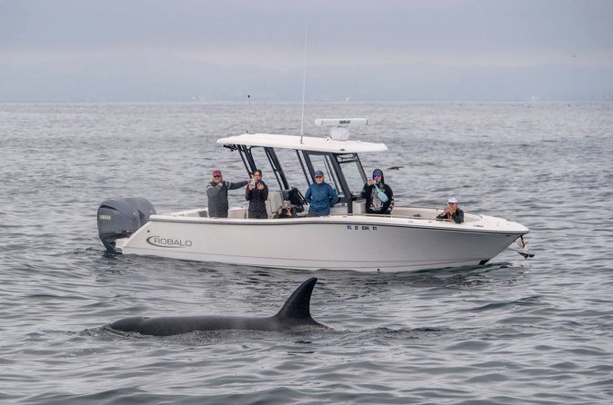 Luxury 3‑Hour Whale Watching Experience