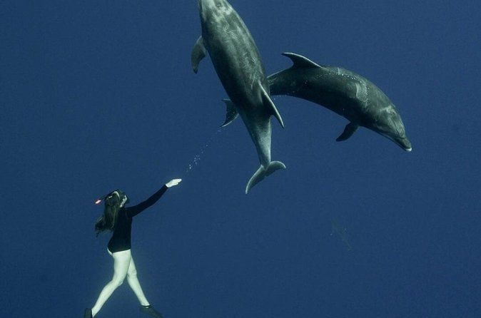 Ocean Safari Snorkel Tour Led by Marine Biologist