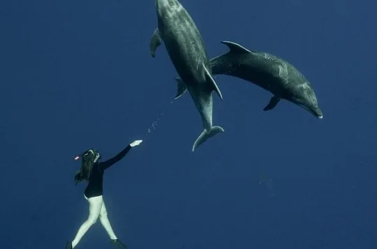 Ocean Safari Snorkel Tour Led by Marine Biologist