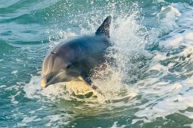 5:00 PM Dolphin Dash