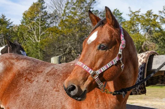 90 Minutes Trail Ride Near Nashville