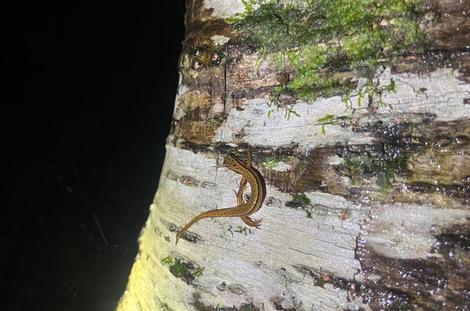 Great Smoky Mountains Rare Synchronous Firefly Waterfalls Walk