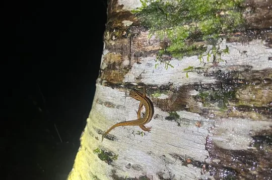 Great Smoky Mountains Rare Synchronous Firefly Waterfalls Walk
