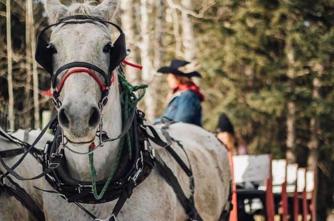 30 Minute Shared Winter Sleigh Ride Experience in Kananaskis