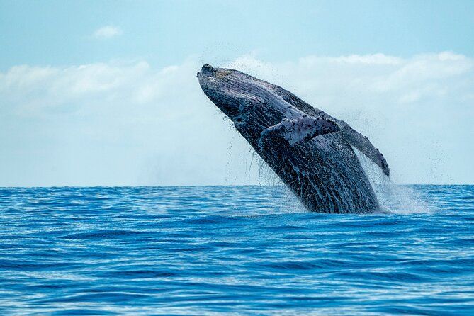 Whale Watching Adventure -Speed Boat & Small Group