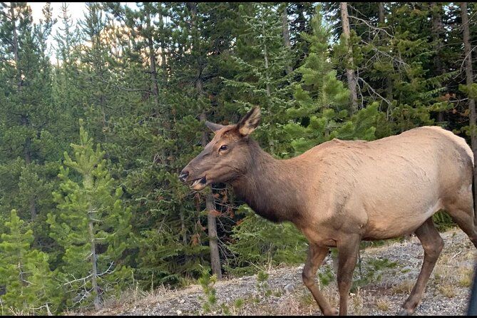 Yellowstone Wildlife and Photo Tours “Upper Loop”