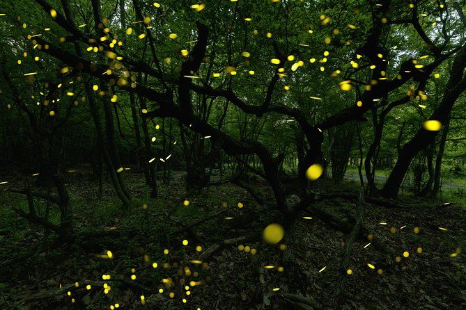 Firefly Sanctuary