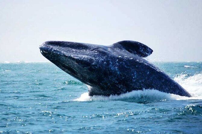 Whale Watching Tour