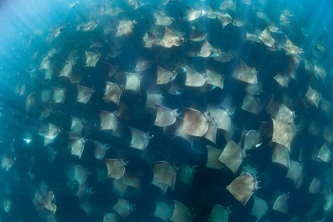 Sea of Cortez Safari!Amazing animal encounters!