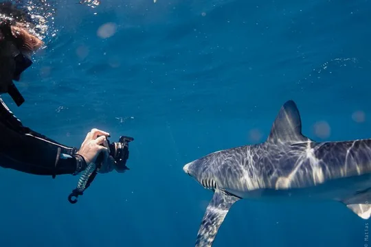 Shark Safari in San Jose del Cabo swim with sharks