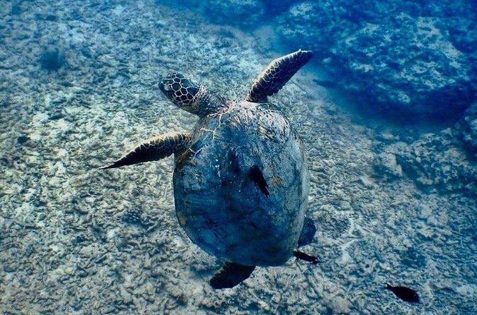 Beginner Scuba and Snorkeling Ocean Adventure in Honolulu