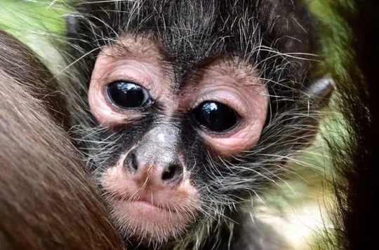 Wildlife rescue & hidden cenote experience