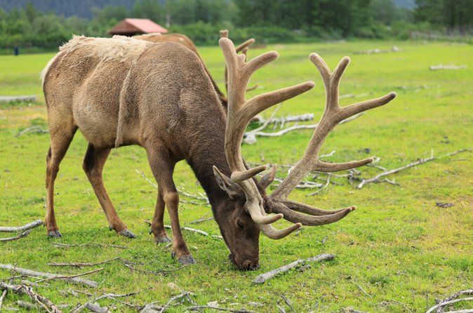 Anchorage to Seward Cruise Transfer Tour with Port Drop-Off