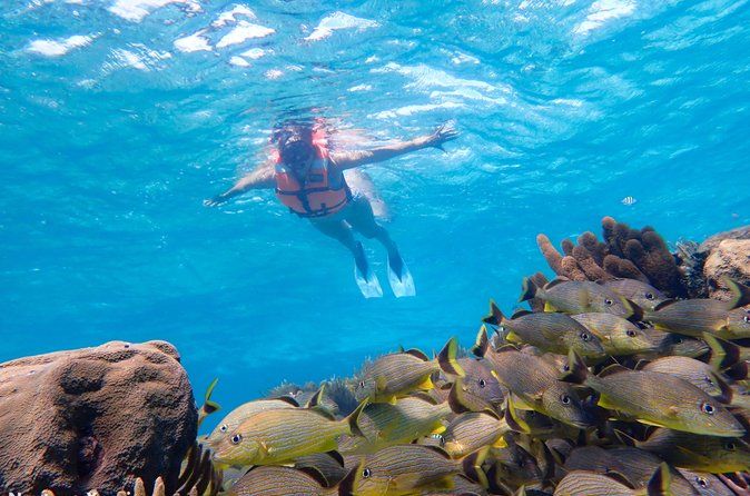 Coral Reef Snorkeling with Expert Guide