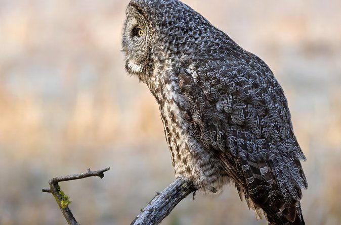 Private Sunset Wildlife Safari in Grand Teton National Park
