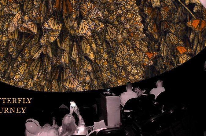 An Immersive Butterfly Experience on Catalina Island