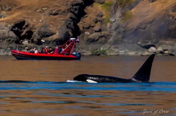 Port Townsend Wildlife Watching Boat Cruise