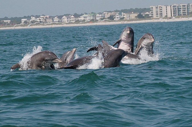 Blue Wave Adventures TursiOps Dolphin Watch Cruise Murrells Inlet