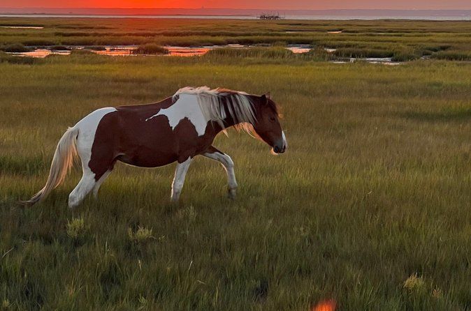Sunrise and Sunset Tour with Pony and Dolphin Watching