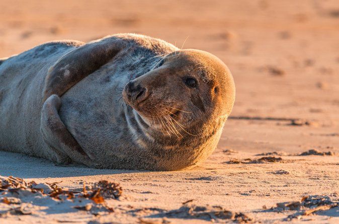 Wellfleet Harbor Seal Cruise Small Group Boat Tour on Cape Cod