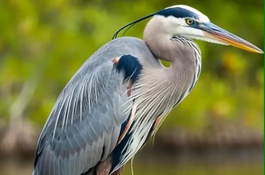New Orleans Wings of the Wetlands Guided Birding Expedition
