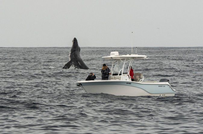 Premier Whale and Dolphin Watching