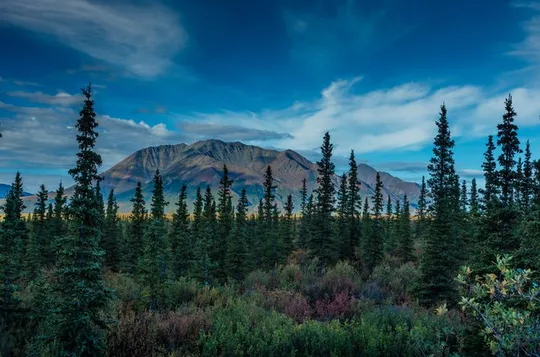 Wild Alaska Tour: Full-Day Scenic Journey from Fairbanks