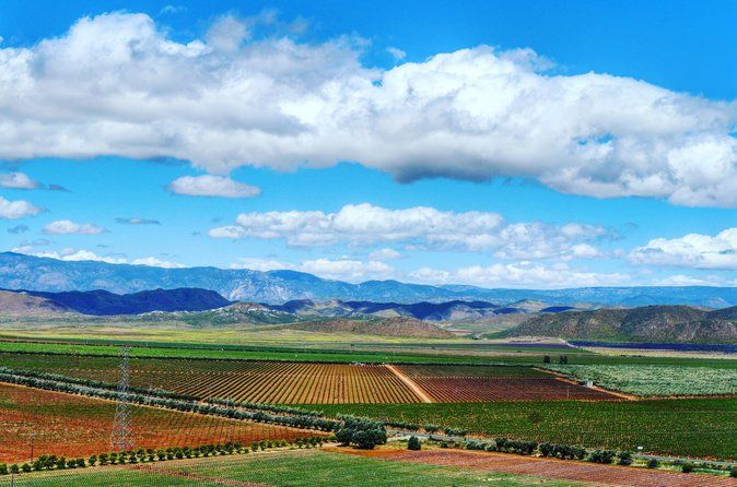 Private Vineyards Tour: Wine & Food Included