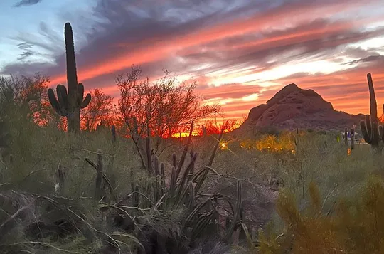 Sonoran Desert Sunset Nature Walk & Cactus Tasting. 2 hrs