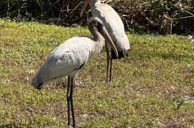 Everglades VIP Tour with 1 hour Private Airboat Total 4 hour tour