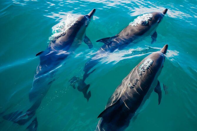 2 Hour Private Captained Crab Island Dolphin Tour in Destin