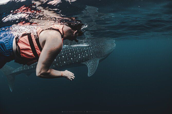 6 Hrs Whale Shark Private Watching Activity in Isla Mujeres