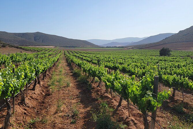 Private Vineyards Tour – Tastings & Lunch Included