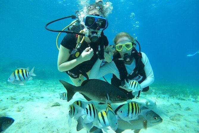 Chankanaab Park Plus Discovery Scuba Dive with Lunch