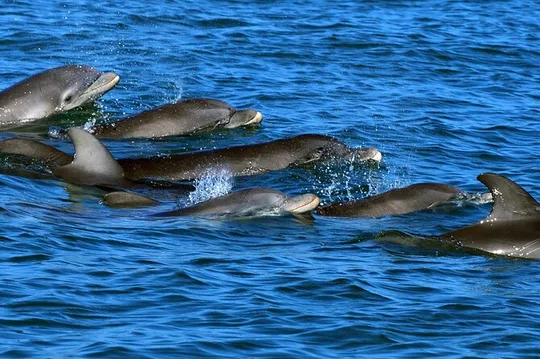 Six Fins Private Dolphin Safari – Dolphin Watching in Key West