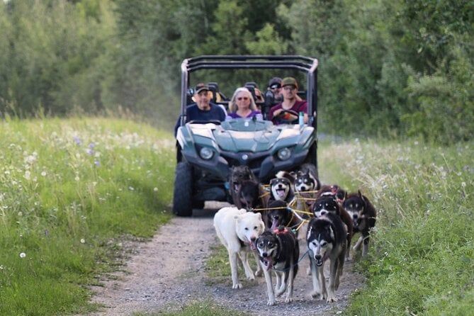 Sled Dog Cart Ride with Guide