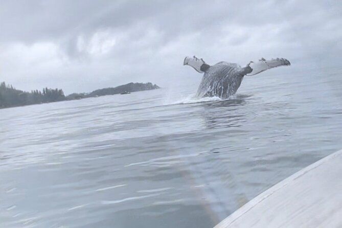 Whale watching and wildlife viewing