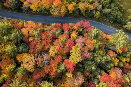 From Toronto: Algonquin Park Shuttle with Self-Guided Hikes