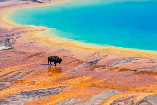 VIP Yellowstone Lower Loop Tour w/ Wildlife Biologist Guides