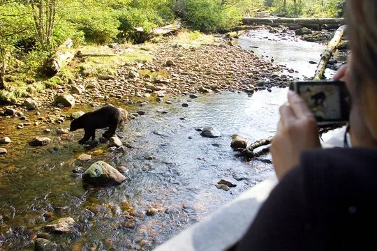 PRIVATE TOUR: Kananaskis Safari Drive and Guided Nature Walk 4H