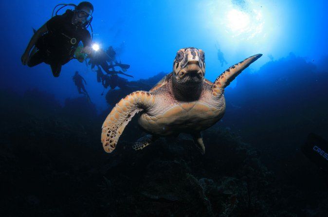 Night Scuba Dive at Blue Heron Bridge Small Group Experience